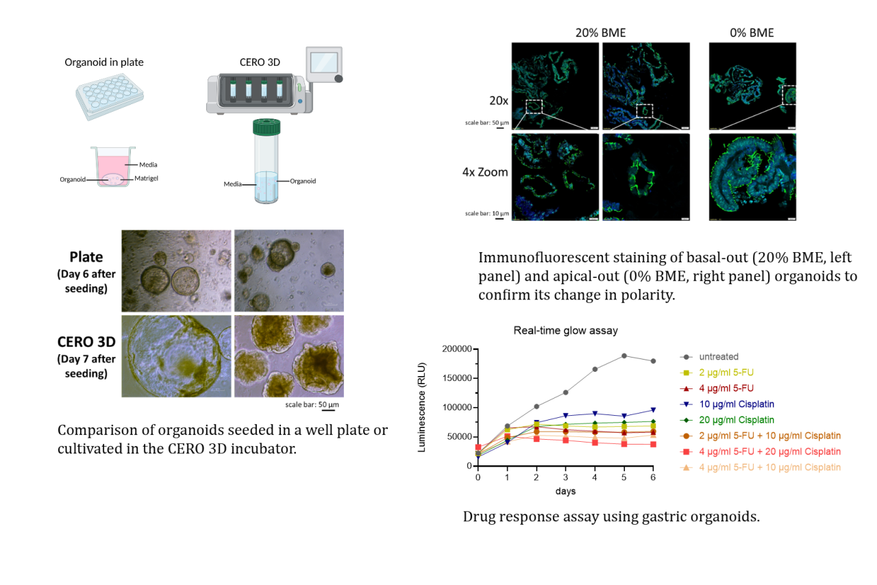 Organoid cultures Organoid cultures